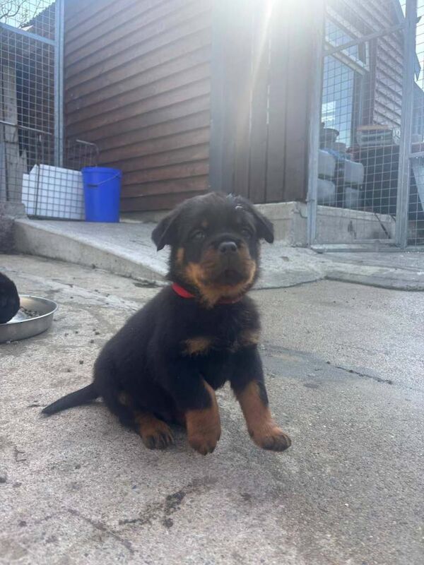 Kennel Club Registered Rottweiler Puppies For Sale