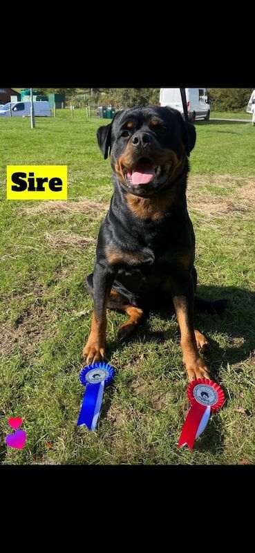 Rottweiler puppies for sale in Milford Haven / Aberdaugleddau, Dyfed – KC registered, 5 weeks old