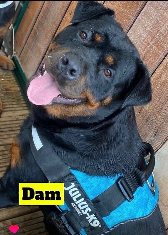 Rottweiler puppies for sale in Milford Haven / Aberdaugleddau, Dyfed – KC registered, 5 weeks old - Image 2 of 3