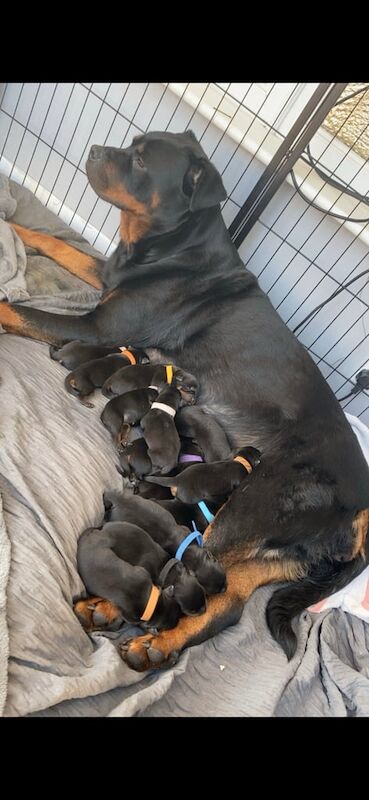 Rottweiler puppies for sale in Milford Haven / Aberdaugleddau, Dyfed – KC registered, 5 weeks old - Image 3 of 3
