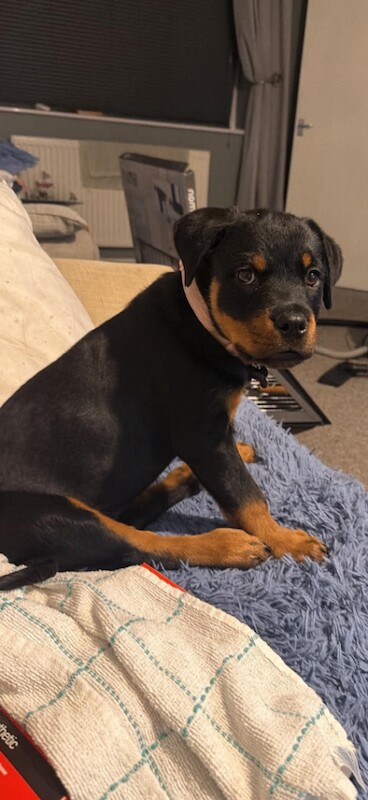 Rottweiler Puppies For Sale Under £1,000