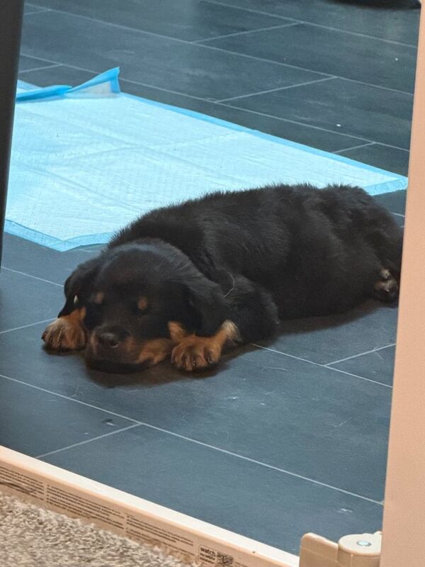 Beautiful 15-week-old Rottweiler puppy seeking a loving home - Image 2 of 2