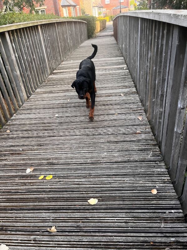 Rottweiler Puppies For Sale