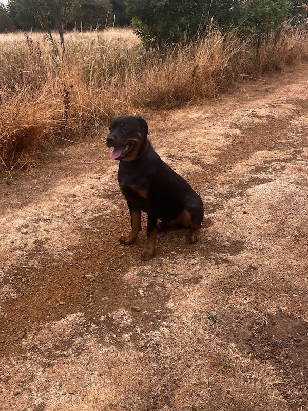 6066 Postcode Beautiful 6 Month Old Rotweiller - Rottweiler Puppies For Sale in ...