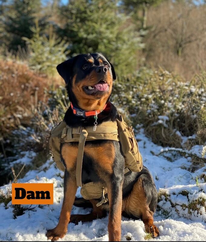 Beautiful ADRK KC Rottweiler puppies for sale in Milford Haven / Aberdaugleddau, Dyfed | Image 1