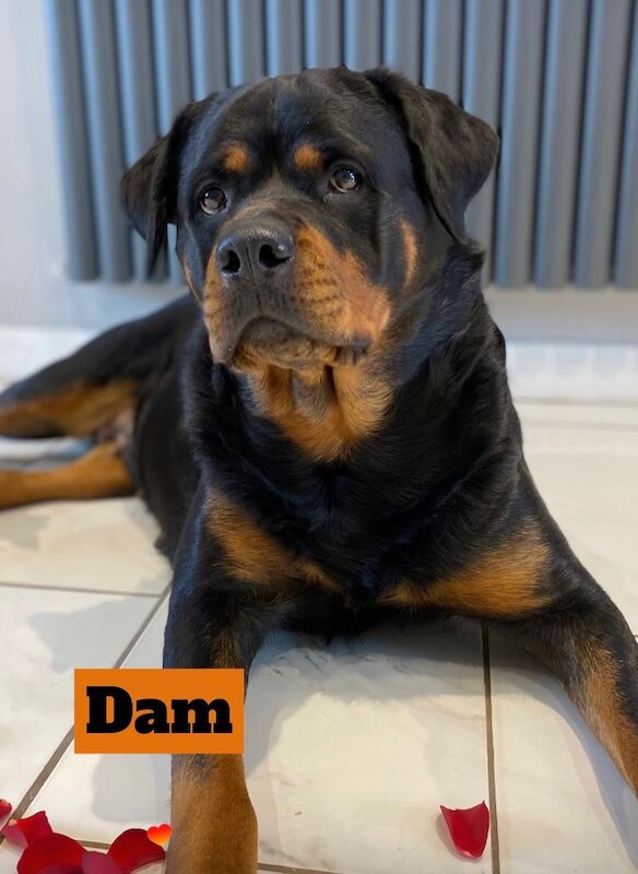 Beautiful ADRK KC Rottweiler puppies for sale in Milford Haven / Aberdaugleddau, Dyfed | Image 2