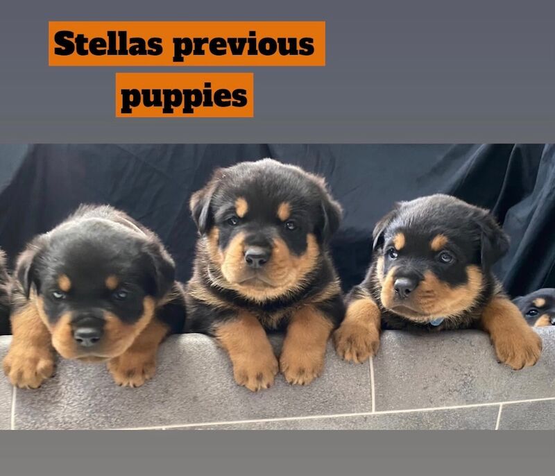 Beautiful ADRK KC Rottweiler puppies for sale in Milford Haven / Aberdaugleddau, Dyfed | Image 3