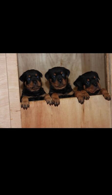 Beautiful chunky Rottweiler poppies for sale in Coventry, West Midlands