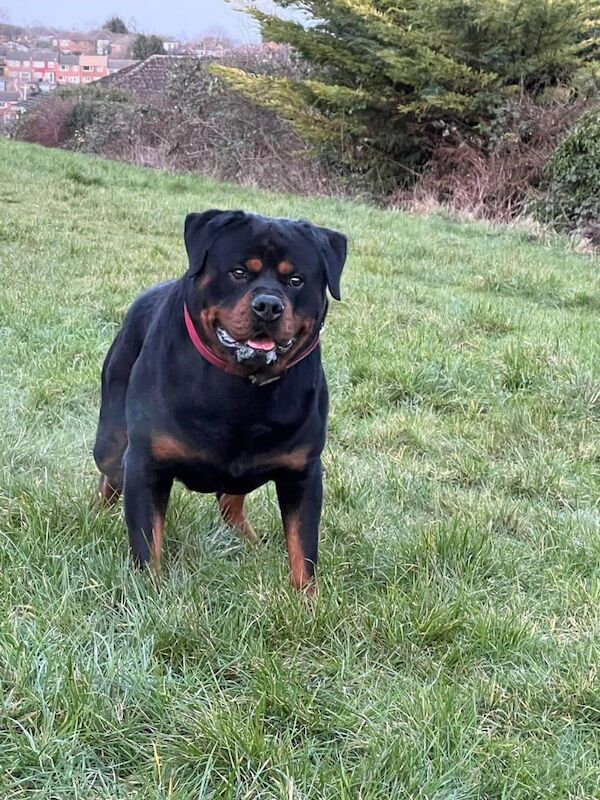 Beautiful chunky Rottweiler poppies for sale in Coventry, West Midlands - Image 3