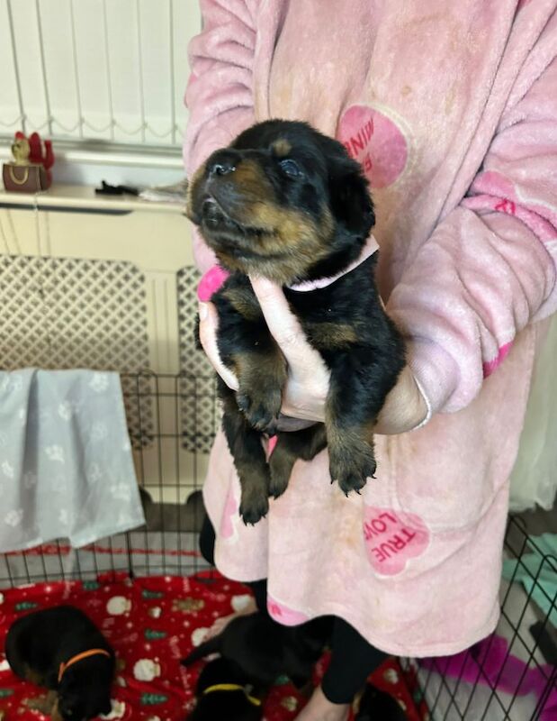 Beautiful chunky rottweiler puppies for sale in Manchester, Greater Manchester | Image 2