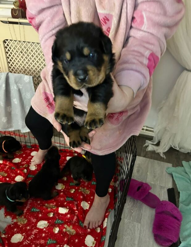 Rottweiler puppies for sale in Manchester, Greater Manchester – 8 months old - Image 3 of 13