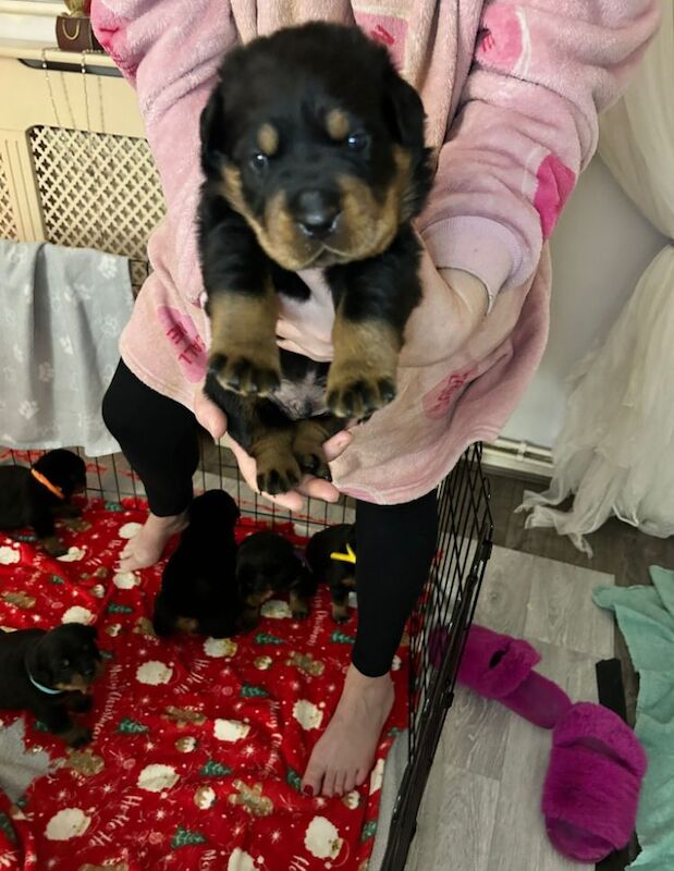Beautiful chunky rottweiler puppies for sale in Manchester, Greater Manchester | Image 4
