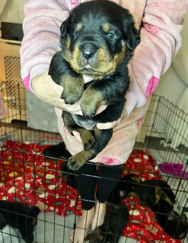 Rottweiler puppies for sale in Manchester, Greater Manchester – 8 months old - Image 5 of 13