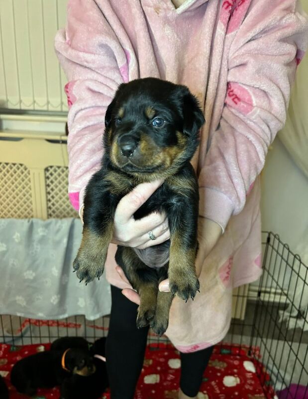 Rottweiler puppies for sale in Manchester, Greater Manchester – 8 months old - Image 6 of 13