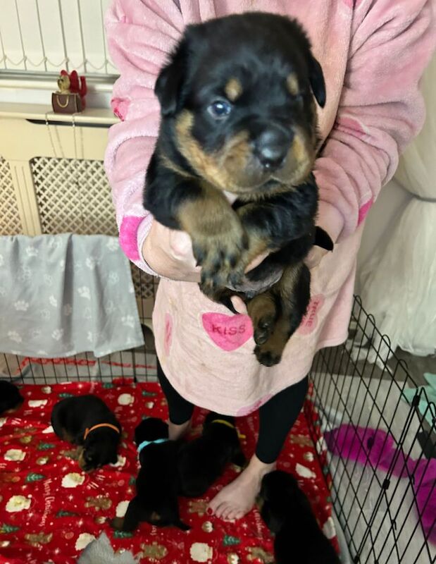 Rottweiler puppies for sale in Manchester, Greater Manchester – 8 months old - Image 7 of 13