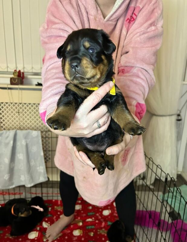 Rottweiler puppies for sale in Manchester, Greater Manchester – 8 months old - Image 8 of 13