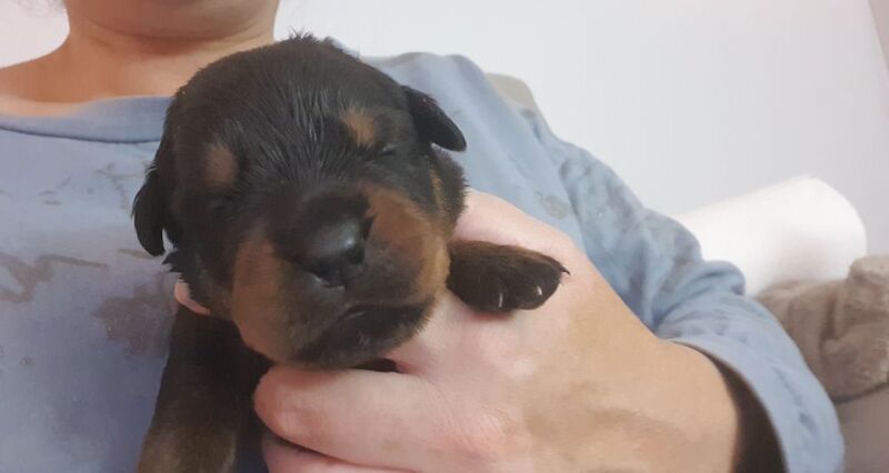 Rottweiler puppies for sale in Manchester, Greater Manchester – 8 months old - Image 9 of 13