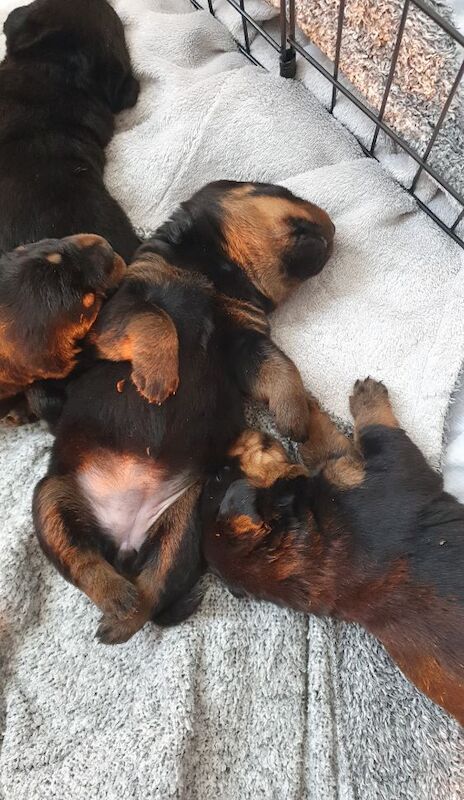Rottweiler puppies for sale in Manchester, Greater Manchester – 8 months old - Image 10 of 13