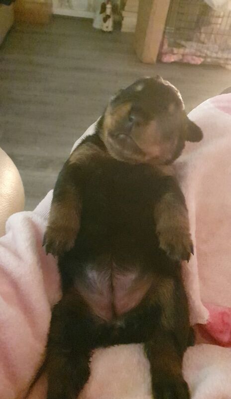 Rottweiler puppies for sale in Manchester, Greater Manchester – 8 months old - Image 11 of 13