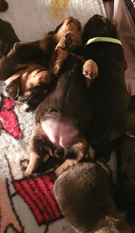 Rottweiler puppies for sale in Manchester, Greater Manchester – 8 months old - Image 12 of 13