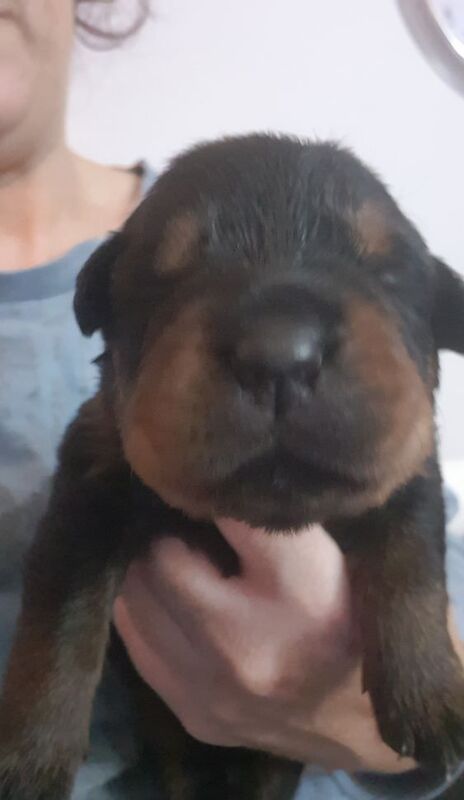 Rottweiler puppies for sale in Manchester, Greater Manchester – 8 months old - Image 13 of 13
