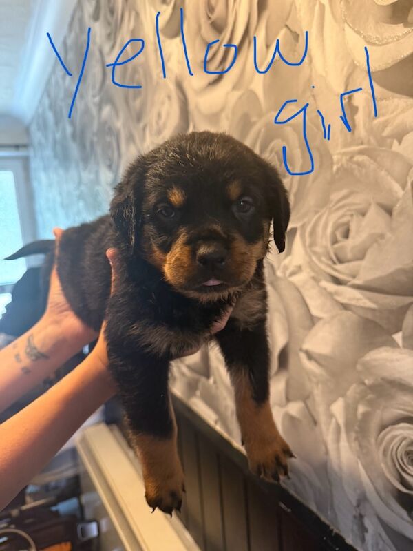 Beautiful chunky Rottweiler puppies for sale in Reydon, Suffolk