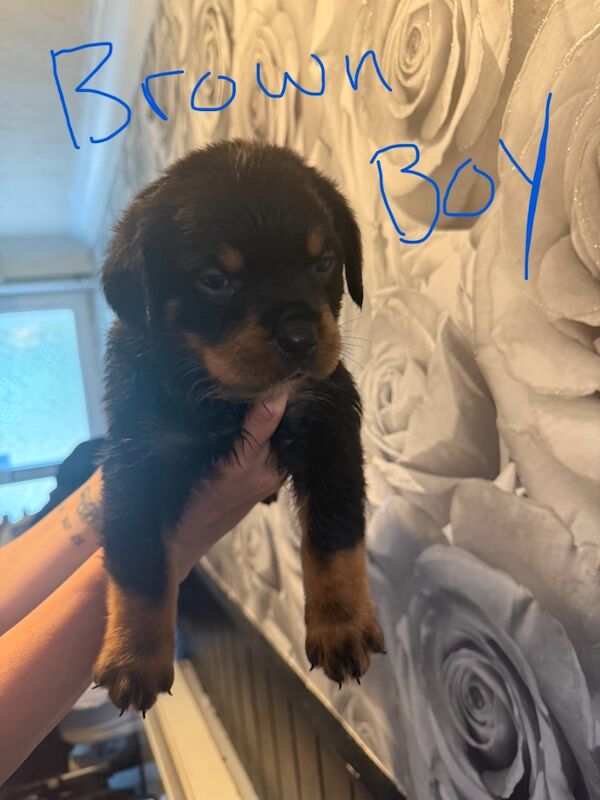 Beautiful chunky Rottweiler puppies for sale in Reydon, Suffolk | Image 2