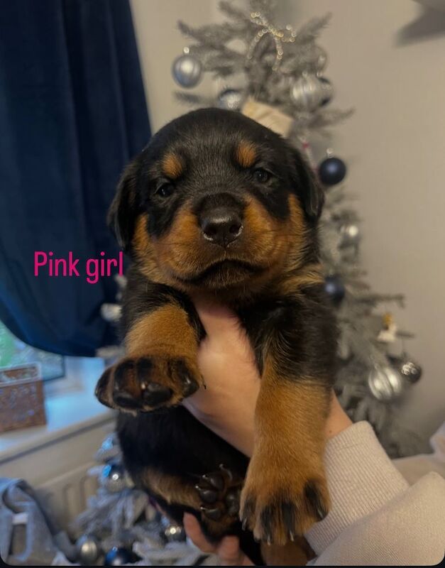 Rottweiler puppies for sale in Stretton, Staffordshire – KC registered, 5 weeks old