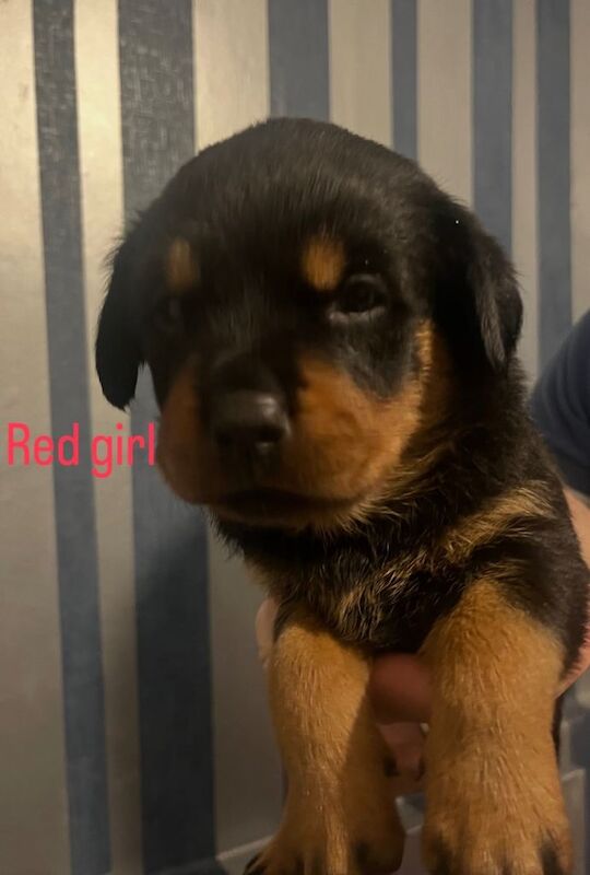 Rottweiler puppies for sale in Stretton, Staffordshire – KC registered, 5 weeks old - Image 3 of 3