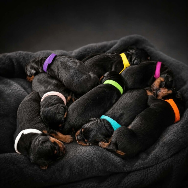 Beautiful Chunky Rottweiler Puppies for Sale
