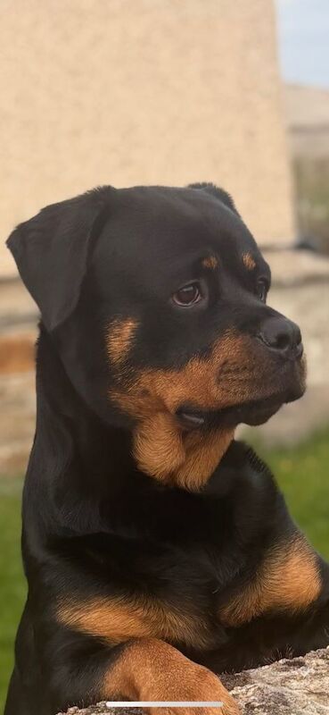 Beautiful German Rottweiler Puppies Looking for Their Forever Homes