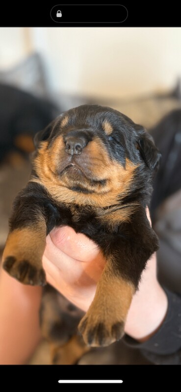 Beautiful German Rottweiler Puppies Looking for Their Forever Homes - Image 2 of 5