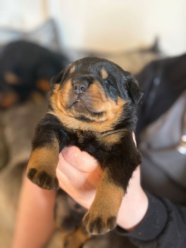 Beautiful German Rottweiler Puppies Looking for Their Forever Homes - Image 3 of 5
