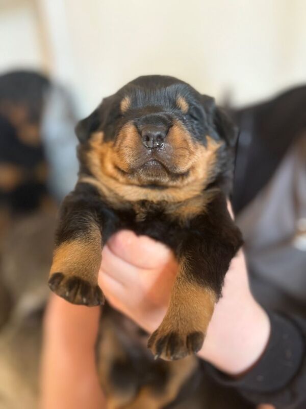 Beautiful German Rottweiler Puppies Looking for Their Forever Homes - Image 4 of 5