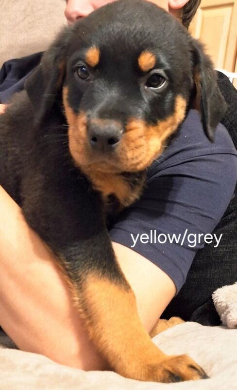 Rottweiler puppies for sale in Exeter, Devon – 11 weeks old