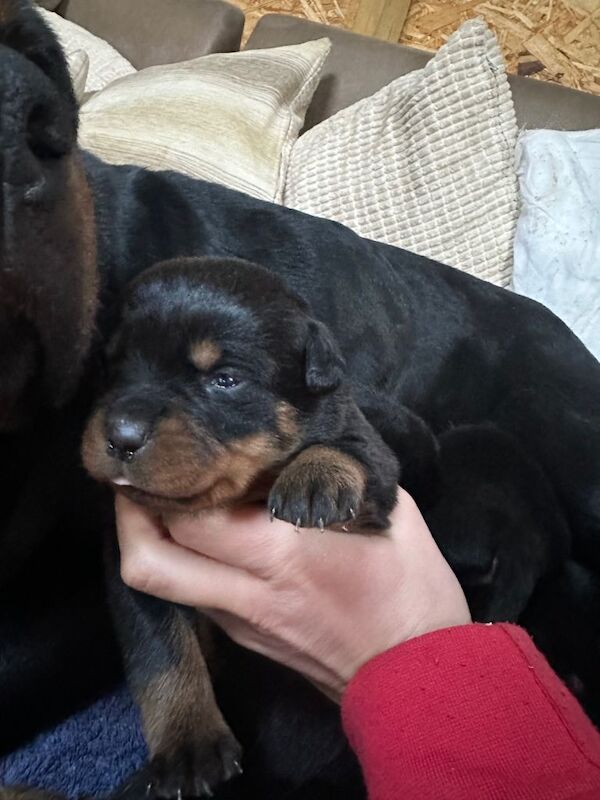 Rottweiler Puppies For Sale