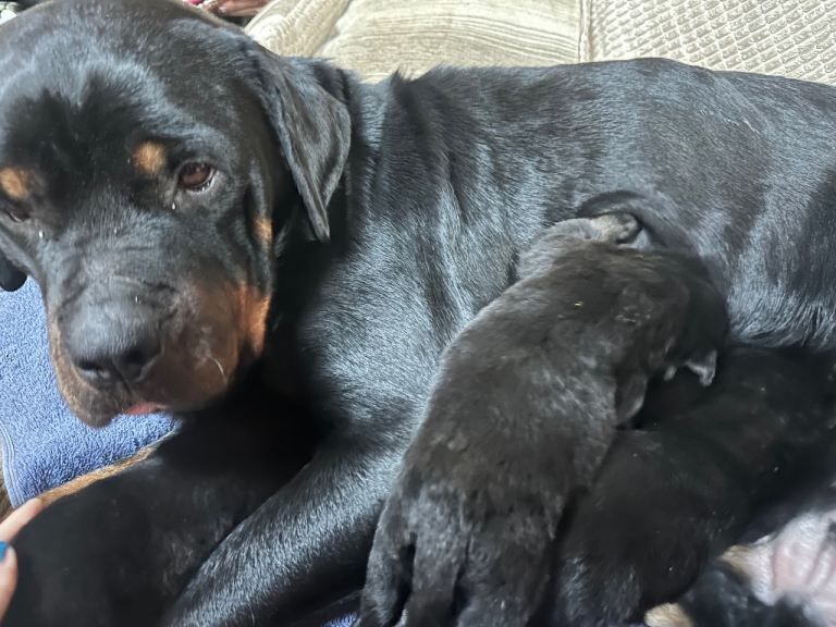 Rottweiler puppies for sale in Royston, Hertfordshire – KC registered, 3 weeks old - Image 2 of 6