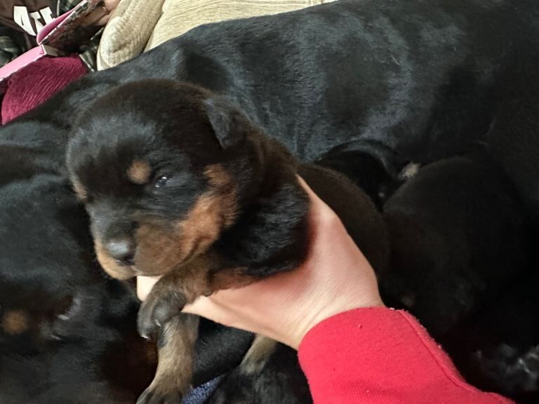 Rottweiler puppies for sale in Royston, Hertfordshire – KC registered, 3 weeks old - Image 3 of 6