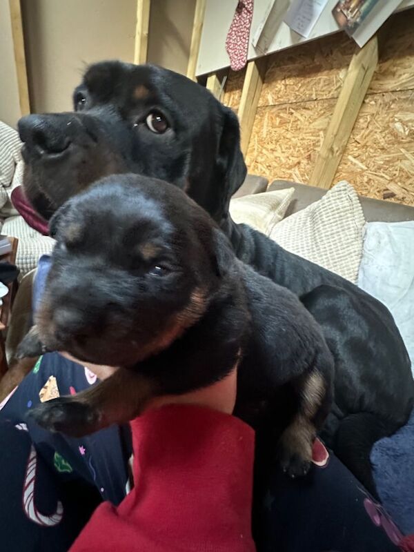 Rottweiler puppies for sale in Royston, Hertfordshire – KC registered, 3 weeks old - Image 4 of 6
