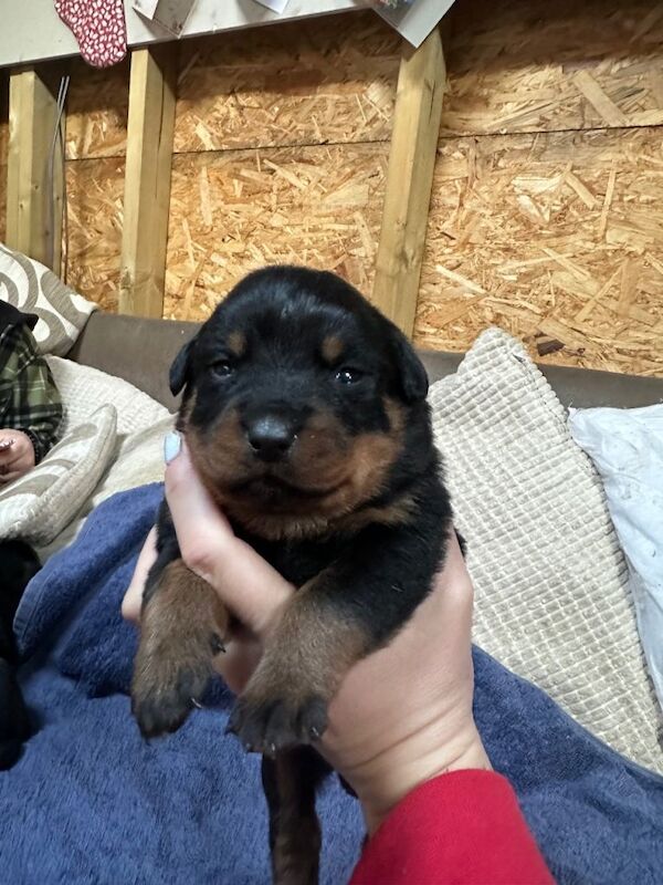 Rottweiler puppies for sale in Royston, Hertfordshire – KC registered, 3 weeks old - Image 5 of 6