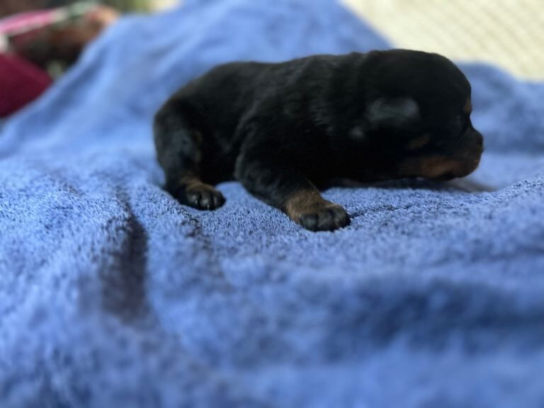 Rottweiler puppies for sale in Royston, Hertfordshire – KC registered, 3 weeks old - Image 6 of 6