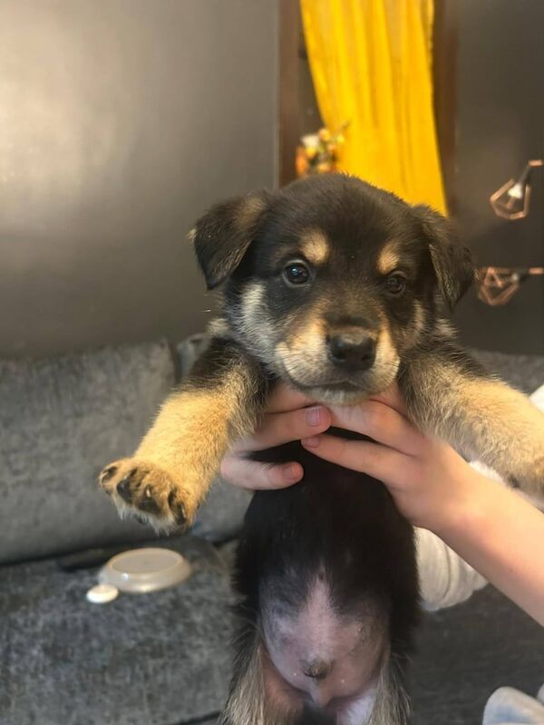 Rottweiler puppies for sale in Halifax, West Yorkshire – 6 weeks old