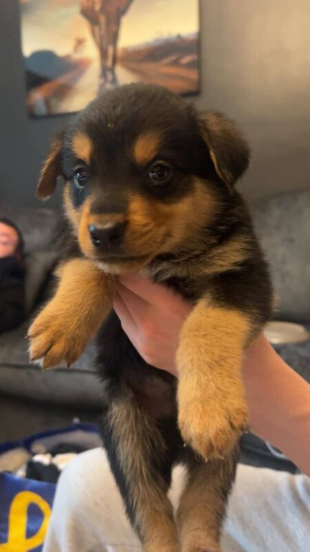 Rottweiler puppies for sale in Halifax, West Yorkshire – 6 weeks old - Image 2 of 3