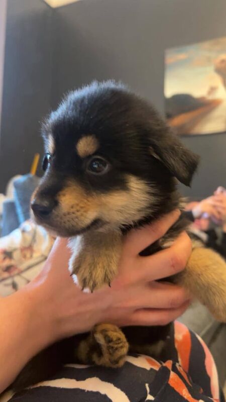 Rottweiler puppies for sale in Halifax, West Yorkshire – 6 weeks old - Image 3 of 3