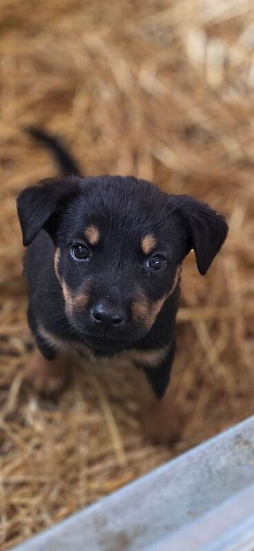 Beautiful Rottweiler Cross Puppies