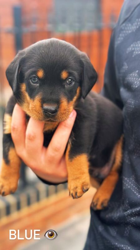 Rottweiler puppies for sale in Gillingham, Kent – 6 weeks old