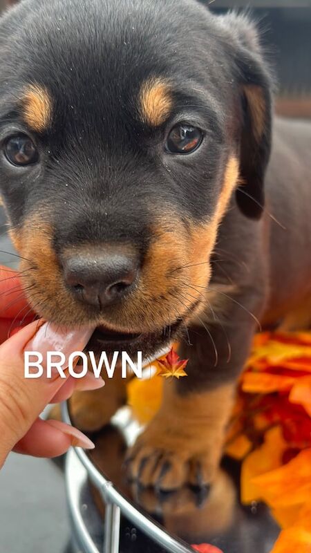 Rottweiler puppies for sale in Gillingham, Kent – 6 weeks old - Image 2 of 3