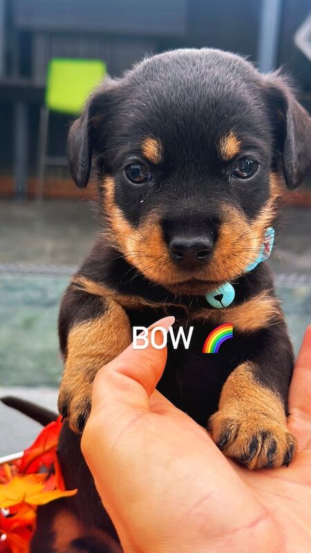 Rottweiler puppies for sale in Gillingham, Kent – 6 weeks old - Image 3 of 3