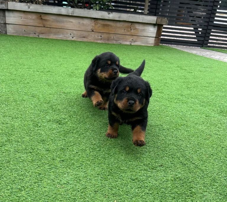 Rottweiler Puppies For Sale