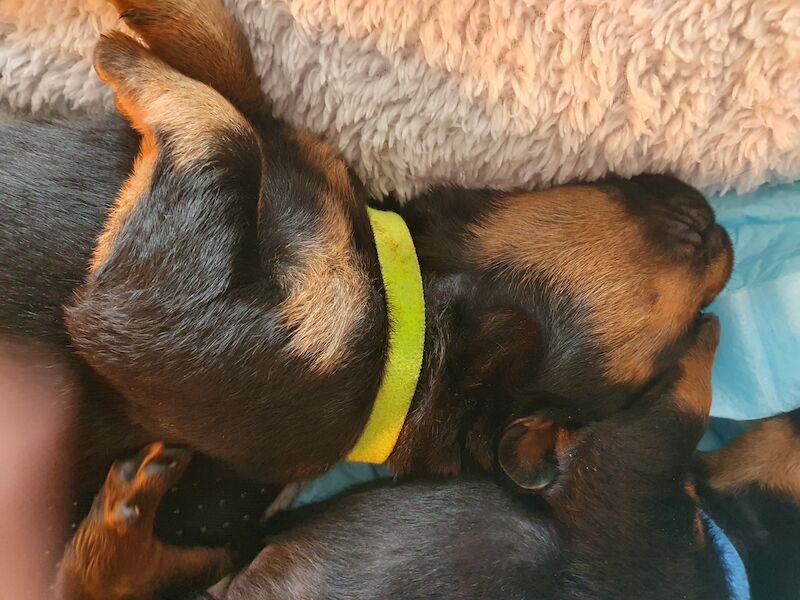 Beautiful rottweiler puppies for sale in Bognor Regis, West Sussex | Image 2